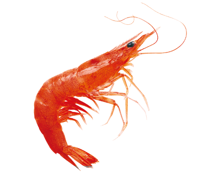 Prawns